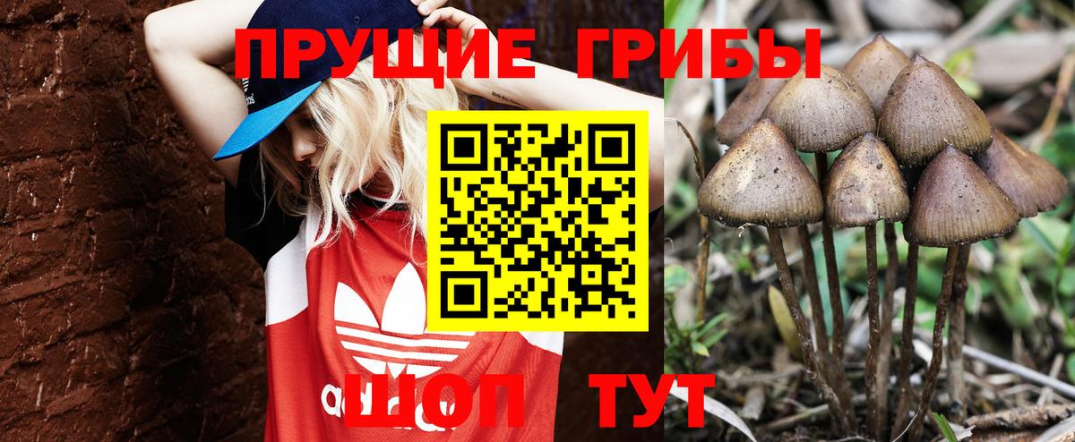 Галлюциногенные грибы Psilocybe Ленинск-Кузнецкий
